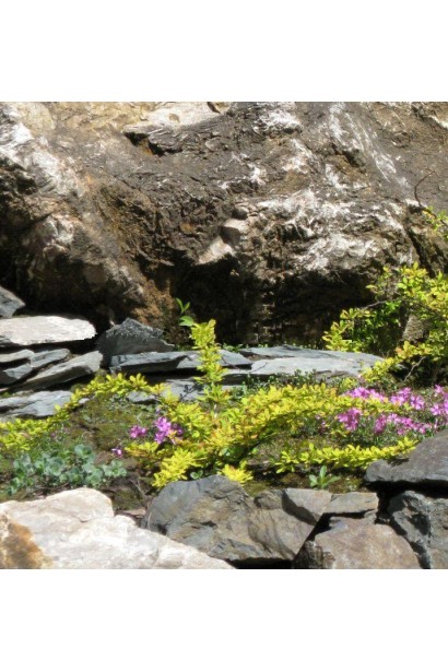 Барбарис Тунберга Сэнсэйшен в горах