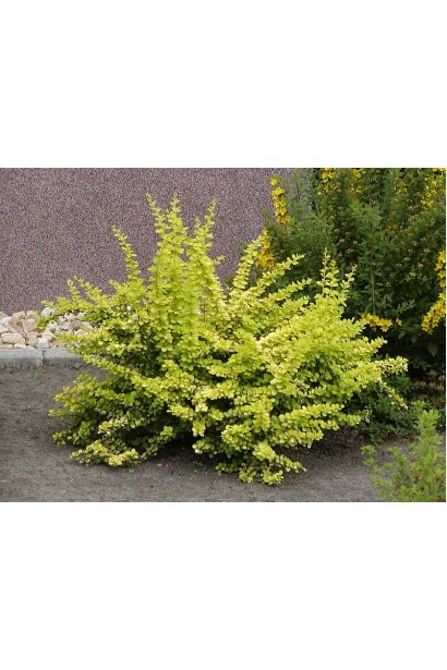 Барбарис Sensation золотистый летом