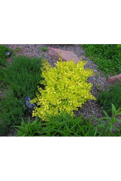 Барбарис тунберга Sensation в ландшафте