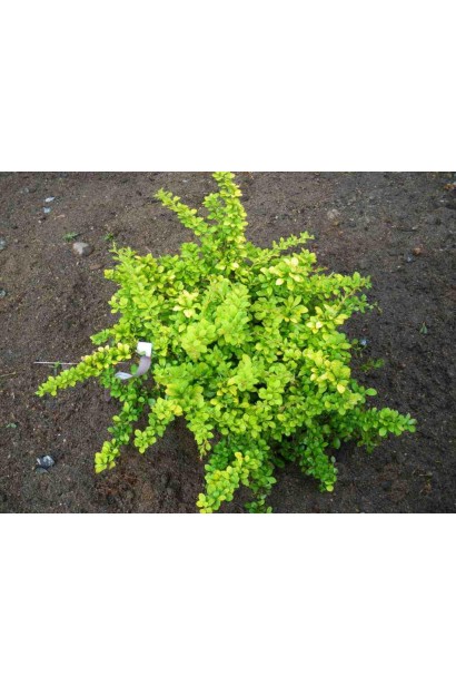 Барбарис Тунберг Сенсейшен цвет весной