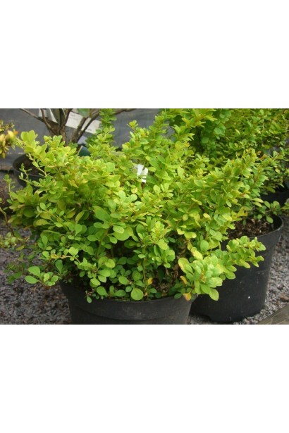 Барбарис Сенсейшен саженцы в контейнерах