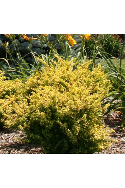 Барбарис Сенсейшен  в ландшафте