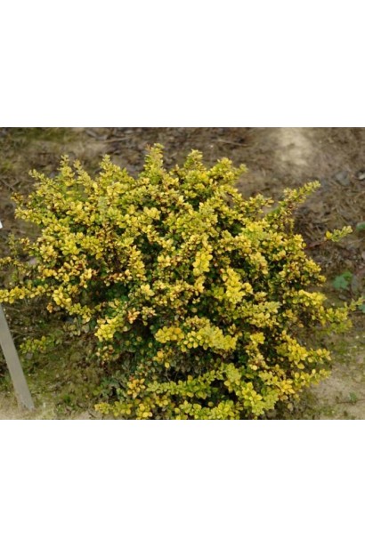Berberis thunbergii Sensation