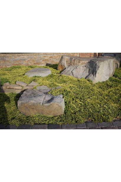 Ялівець сланкий Голдшатц