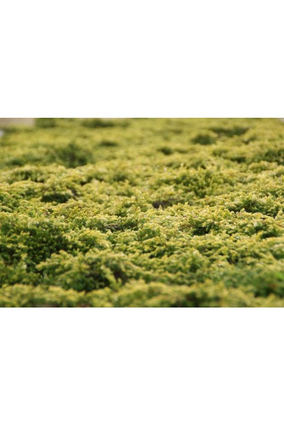 Ялівець Goldschatz - сланкий грунтопокривний хвойний кущ