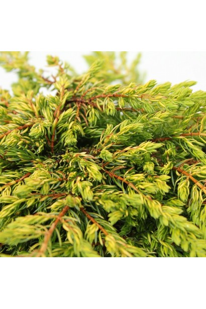 Ялівець звичайний Голдшатц - яскраво-золотиста хвоя влітку