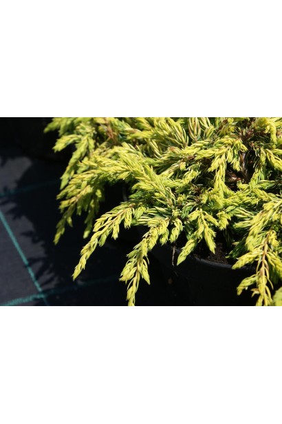 Ялівець золотистий Голдшатц