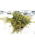 Ялівець звичайний Голдшатц | Можжевельник обыкновенный Голдшатц | Juniperus communis Goldschatz
