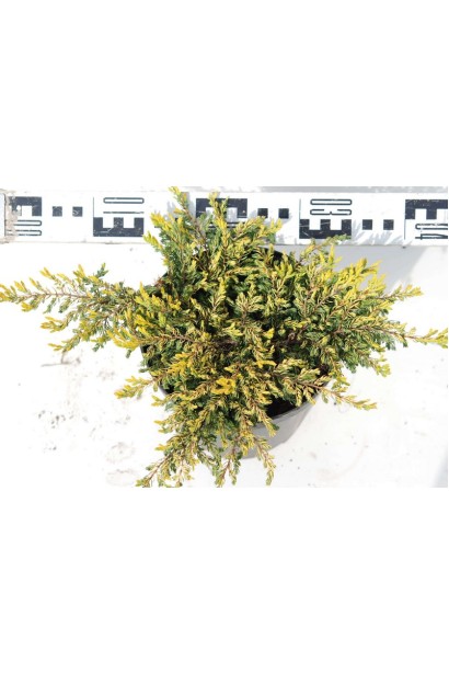 Ялівець Голдшатц діаметр крони 30-40 см