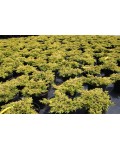 Можжевельник обыкновенный Голдшатц | Ялівець звичайний Голдшатц | Juniperus communis Goldschatz