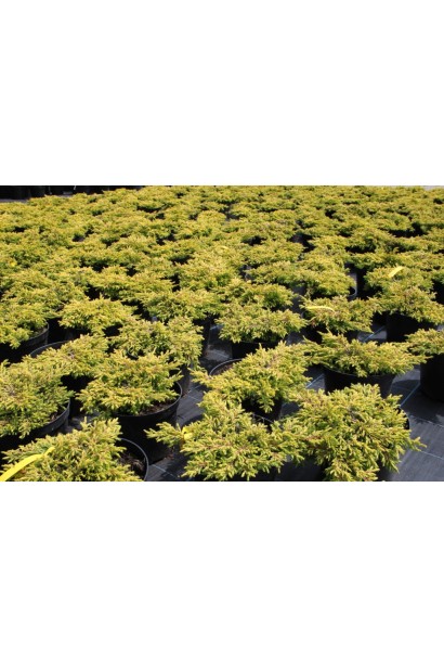 Саджанці ялівцю Голдшатц в садовому центрі