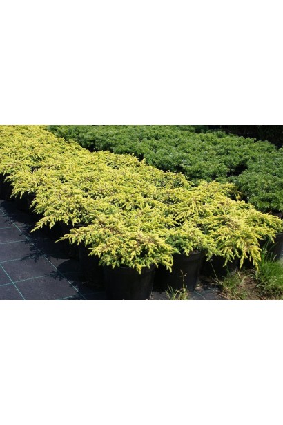 Ялівець жовтий Голдшатц 