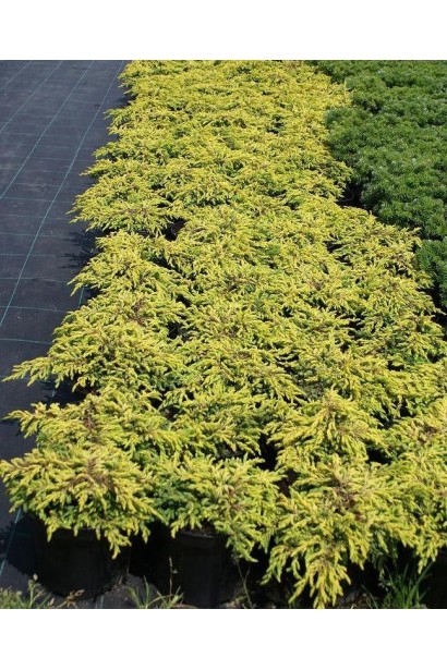 Juniperus communis Goldschatz