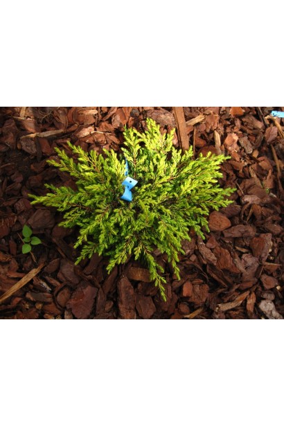 Ялівець звичайний Goldschatz