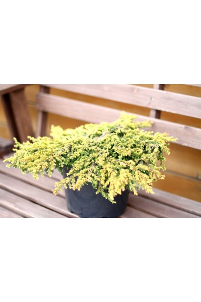 Ялівець Goldschatz