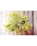 Ялівець звичайний Голдшатц | Можжевельник обыкновенный Голдшатц | Juniperus communis Goldschatz