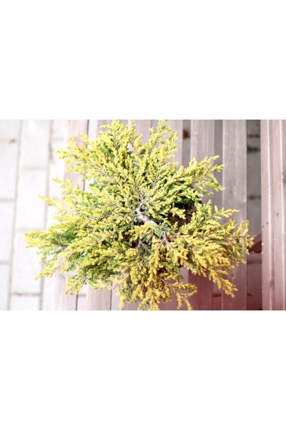 Ялівець Goldschatz - оранжево-жовтий відтінок хвої навесні