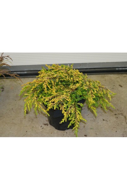 Ялівець Goldschatz в контейнері