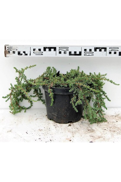 Ялівець звичайний Грінмантл в контейнері 5 л, діаметр 30-40 см