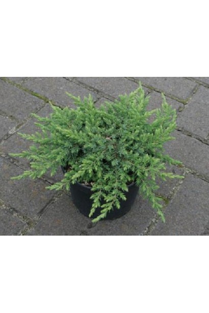 Ялівець сланкий Грін Мантл саджанець в контейнері