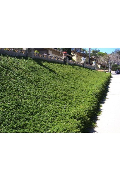 Ялівець звичайний Грінмантл - зелений килим