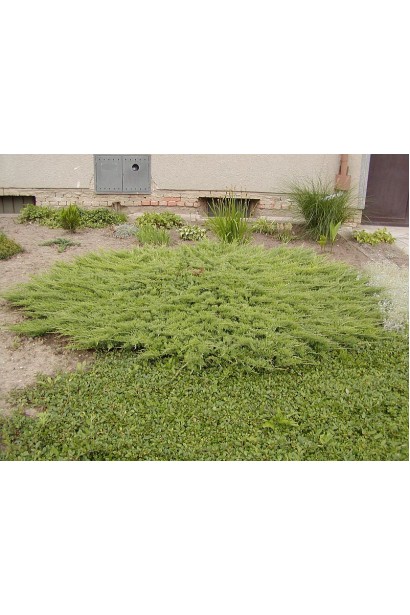 Ялівець звичайний Грінмантл - сланкий грунтопокровний сорт