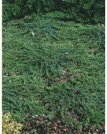 Можжевельник обыкновенный Гринмантл/Грин Мантл | Ялівець звичайний Грінмантл/Грін Мантл | Juniperus communis Greenmantle/Green Mantle
