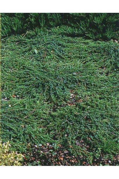 Juniperus communis Greenmantle / Green Mantle