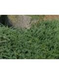 Ялівець звичайний Грінмантл / Грін Мантл | Можжевельник обыкновенный Гринмантл / Грин Мантл | Juniperus communis Greenmantle/Green Mantle