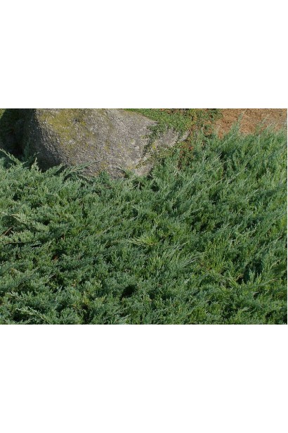 Ялівець звичайний Greenmantle світло-зелена хвоя