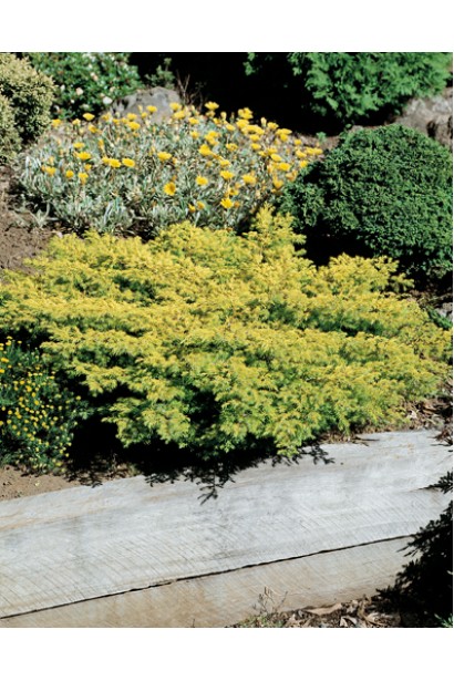 Ялівець жовтий Депресса Ауреа в ландшафті