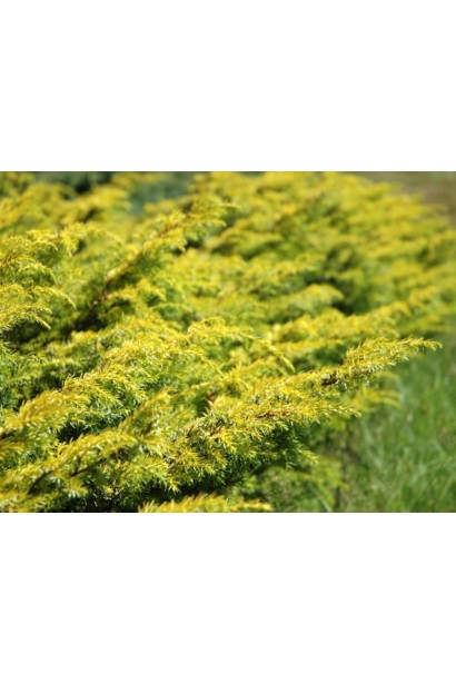 Ялівець Депресса Ауреа - жовтий розлогий килим