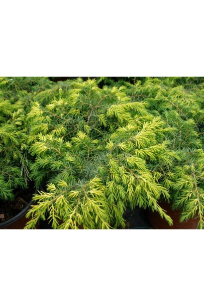Juniperus communis Depressa Aurea