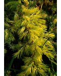 Можжевельник обыкновенный Депресса Ауреа | Ялівець звичайний Депресса Ауреа | Juniperus communis Depressa Aurea