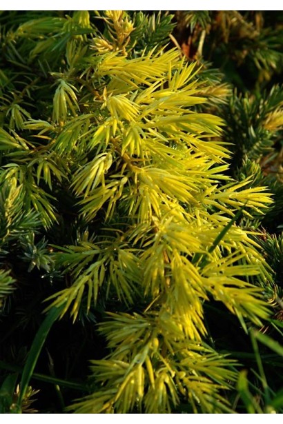 Ялівець звичайний Depressa Aurea