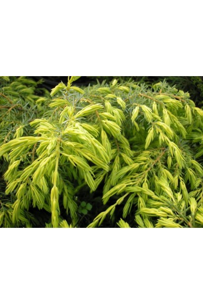 Ялівець Депресса Ауреа - молоді яскраво-жовті прирости хвої