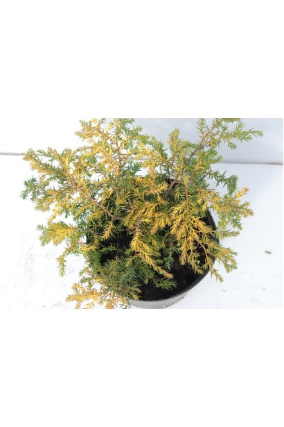 Ялівець  Депресса Ауреа - саджанець в контейнері