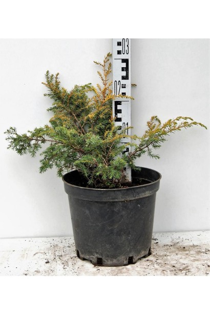 Ялівець Депресса Ауреа контейнер 5 л, висота 20-25 см