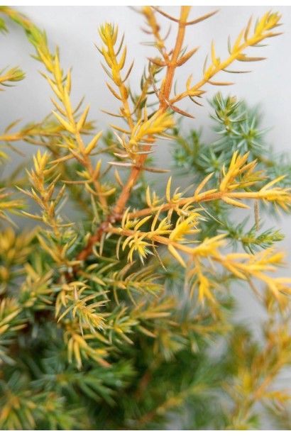 Жовто-коричнева хвоя ялівцю Депресса Ауреа восени