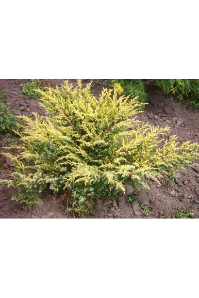 Ялівець Депресса Ауреа - хвойник з широкою і розлогою кроною