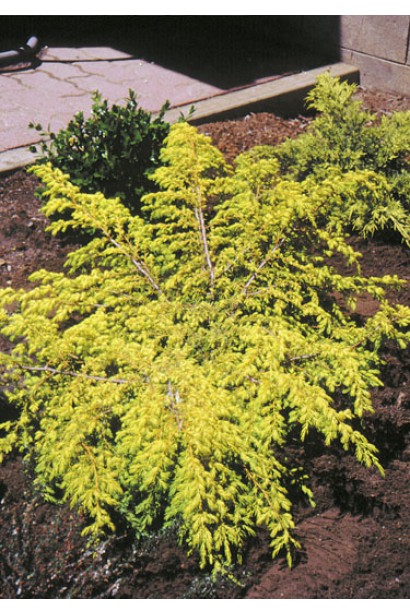 Ялівець Депресса Ауреа на клумбі