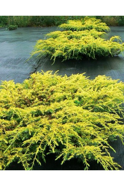 Ялівець Депресса Ауреа 