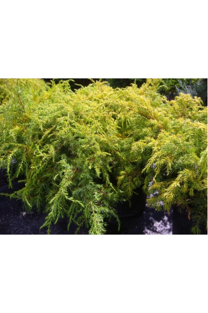 Ялівець звичайний Депресса Ауреа