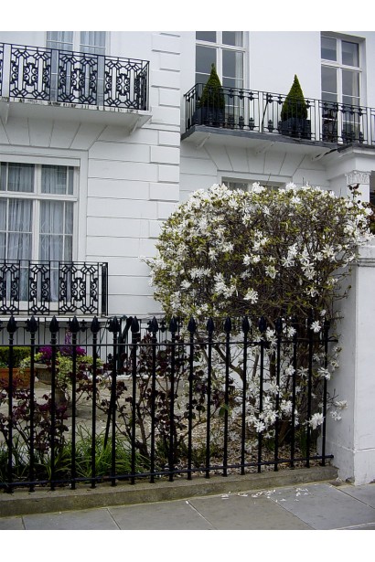 Магнолия белая Роял Стар в ландшафте