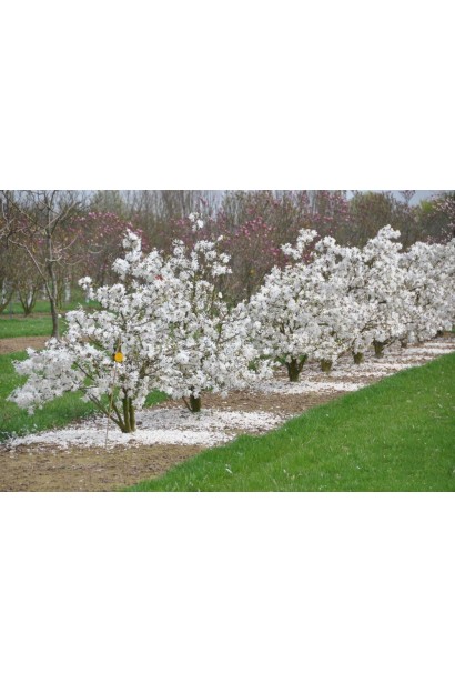 Магнолия звездчатая Роял Стар