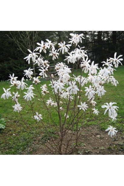 Густо разветвленный куст магнолии Роял Стар