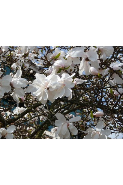 Магнолия звездчатая Роял Стар обильное цветение белых цветов