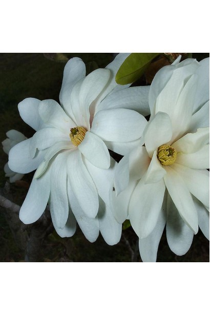 Многолепестковые белые звездчатые цветы магнолии Роял Стар