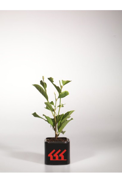 Magnolia stellata Royal Star контейнер Р9