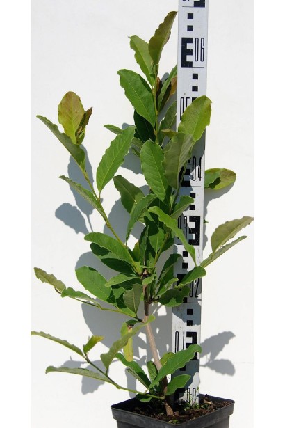 Магнолия звездчатая Роял Стар саженец 50-70 см